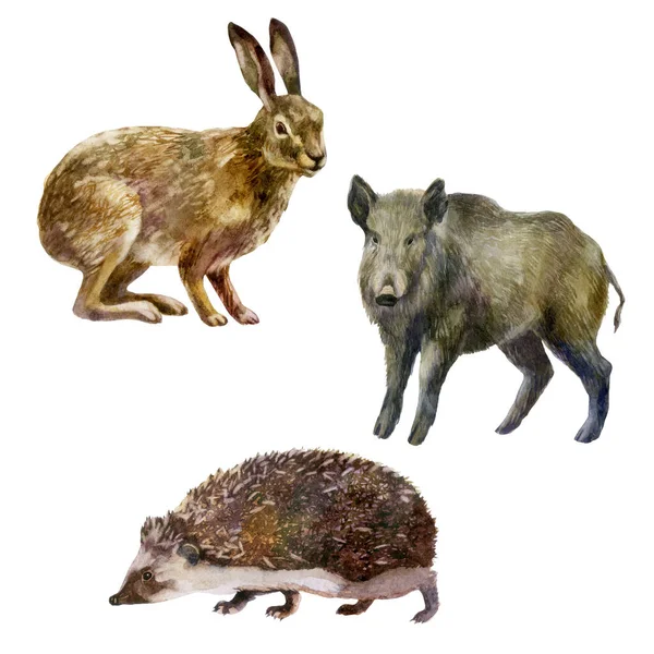 水彩イラストセット 水彩画で手描きの森の動物 ウサギ ハリネズミ イノシシ — ストック写真