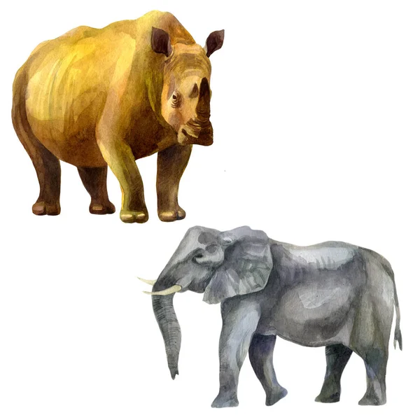 Aquarell Illustration Set Afrikanische Tropische Tiere Handgezeichnet Aquarell Nashorn Elefant — Stockfoto