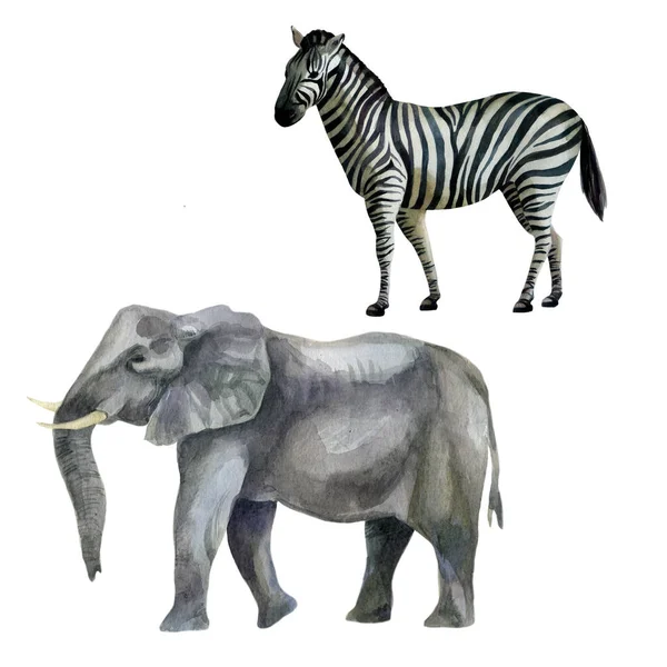 Ilustrace Akvarelů Africká Tropická Zvířata Ručně Kreslená Akvarelem Zebra Slon — Stock fotografie
