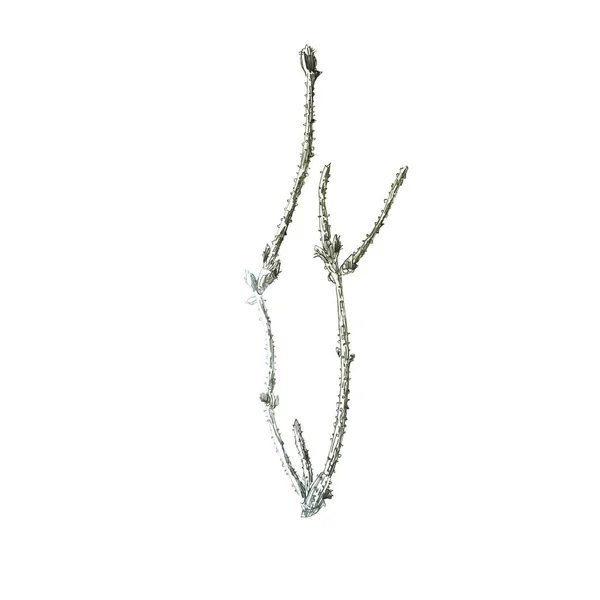 Иллюстрация Ветвь Растения Листьями Свободный Рисунок Ручной Рисунок Трава — стоковое фото