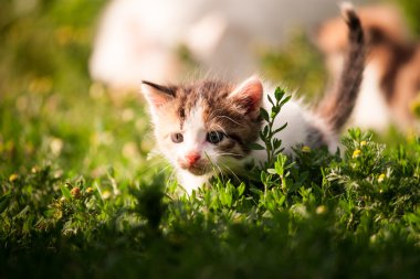 oynak küçük kedi yavrusu