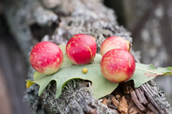 Growth of gall — Stock Photo, Image