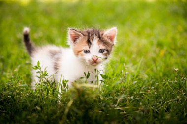 oynak küçük kedi yavrusu