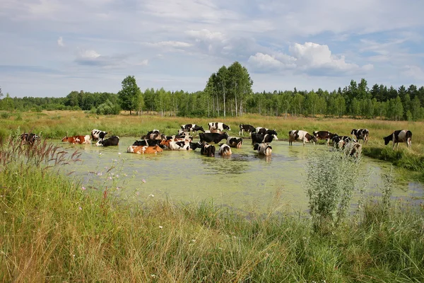 Una manada de vacas —  Fotos de Stock