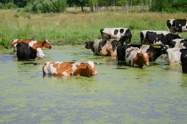 Una manada de vacas —  Fotos de Stock