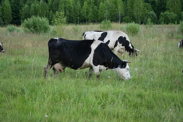 Een kudde koeien — Stockfoto