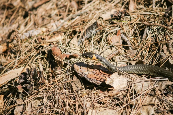 O jogo de cobras — Fotografia de Stock