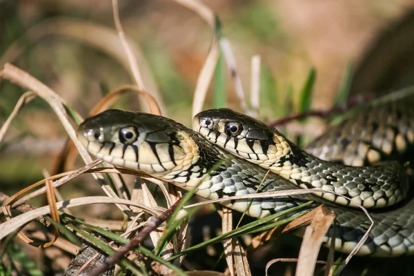 The game of snakes — Stock Photo, Image