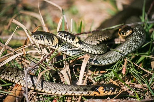 O jogo de cobras — Fotografia de Stock