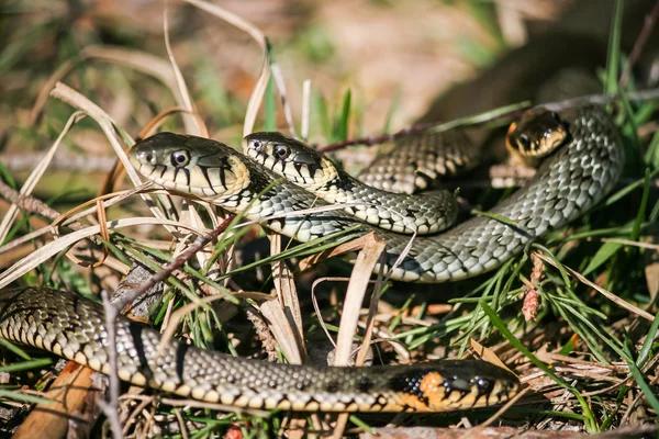 The game of snakes — Stock Photo, Image