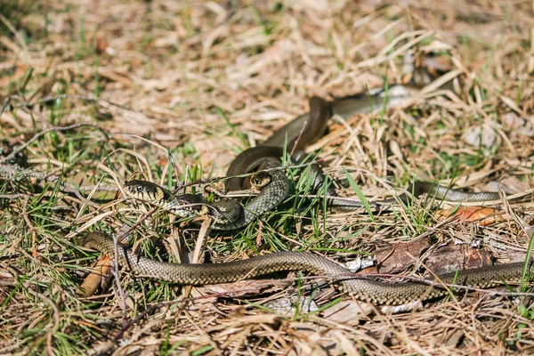 O jogo de cobras Fotos De Bancos De Imagens