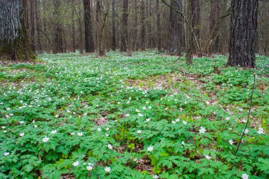 Gelişen bir çam ormanı.