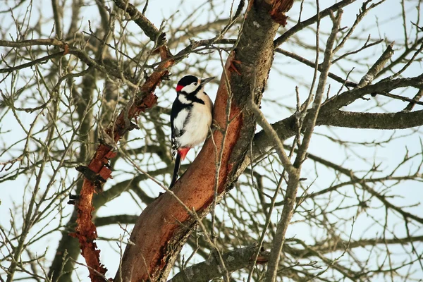Bir ağaçkakan yararlı kuştur — Stok fotoğraf