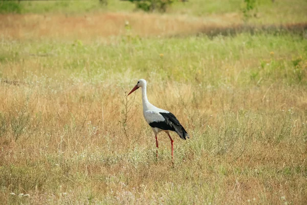 White stork flew — Stock Photo, Image