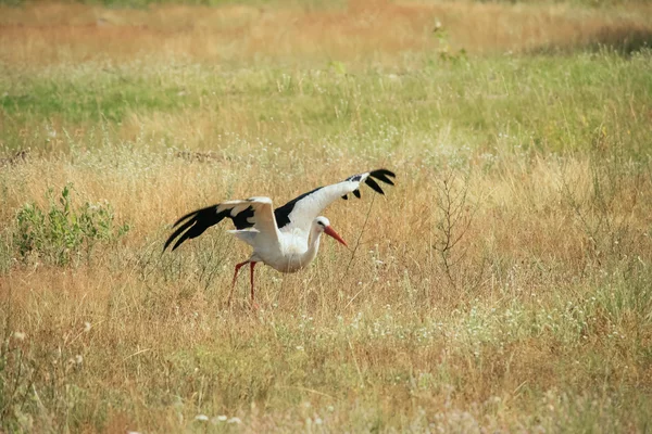 White stork flew — Stock Photo, Image