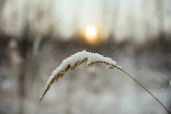 冬雪的夜晚 — 图库照片