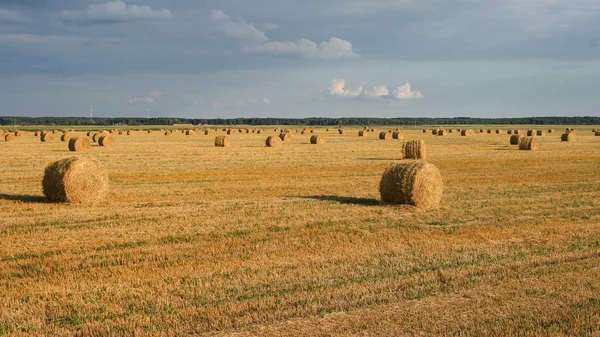 Field with bales of straw. — Stock Photo, Image