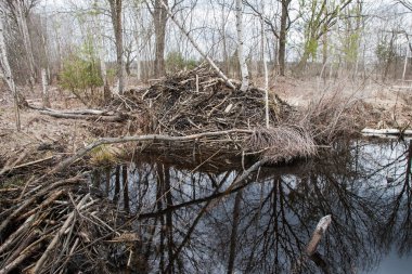 Akış üzerinde kunduz Lodge.