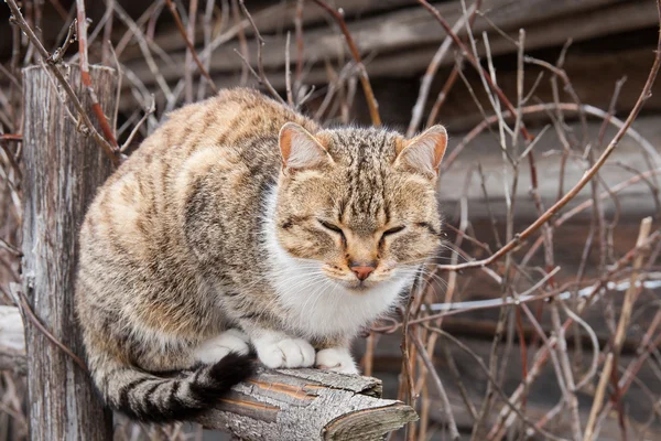 O gato está sentado em postes — Fotografia de Stock