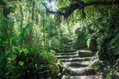 Brezilya 'daki tropikal yağmur ormanlarındaki ayak izleri, yemyeşil orman.