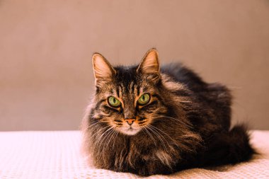 Yeşil gözlü uzun saçlı evcil kedi ve kahverengi tekir işaretleri doğrudan izleyiciye bakıyor, düz bir arka planda dokulu bir yüzey üzerinde rahatça oturuyor