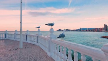 Akdeniz bakış açısının beyaz balkonunda dinlenen martıların huzurlu manzarası, fonda büyüleyici benidorm şehir silueti ve güzel pastel renkli günbatımı gökyüzü