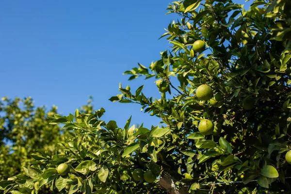 Naranjo con naranjas verdes — Foto de Stock