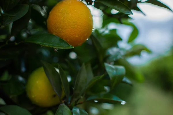 Naranjo con naranjas verdes — Foto de Stock