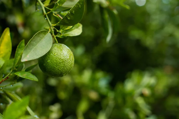 Naranjo con naranjas verdes — Foto de Stock