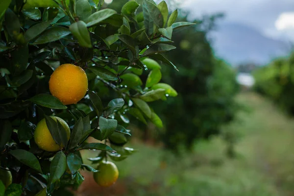 Naranjo con naranjas verdes — Foto de Stock