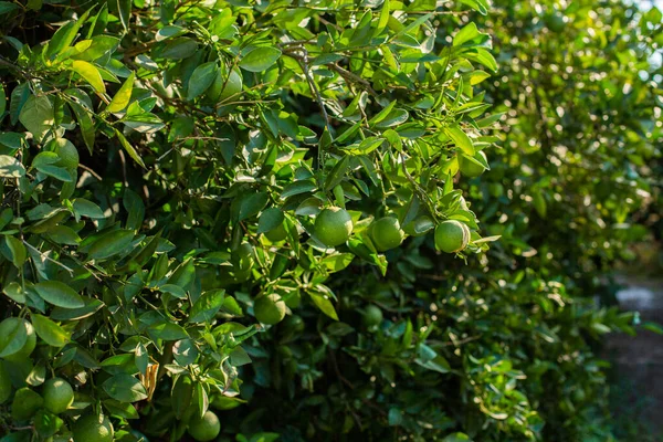 Naranjo con naranjas verdes — Foto de Stock