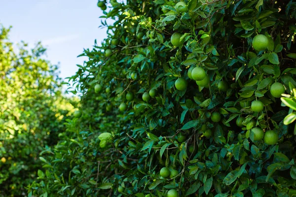 Naranjo con naranjas verdes — Foto de Stock