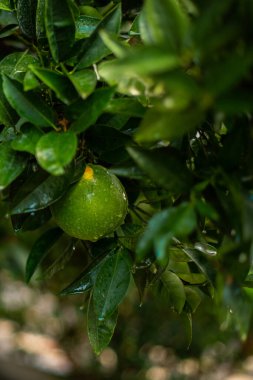 portakallı portakal ağacı