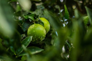 portakallı portakal ağacı