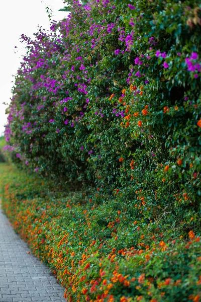 Bela parede de flores com cores diferentes — Fotografia de Stock