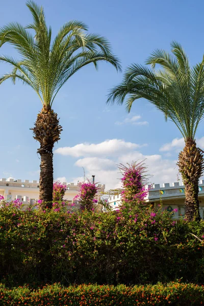 Farklı renklerde güzel bir çiçek duvarı.