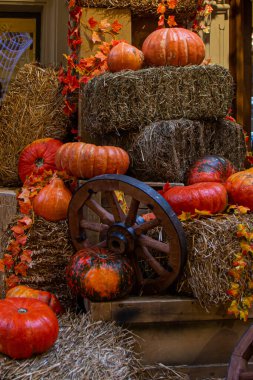 bir fotoğraf için dekor olarak balkabakları