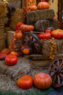bir fotoğraf için dekor olarak balkabakları