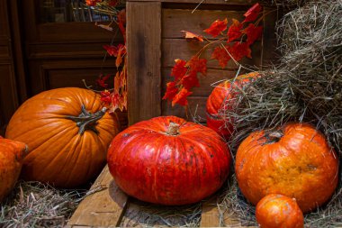 bir fotoğraf için dekor olarak balkabakları