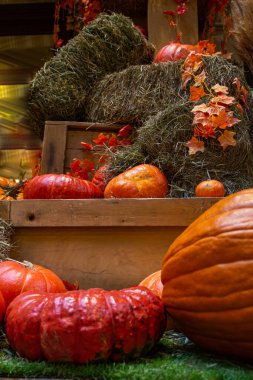 bir fotoğraf için dekor olarak balkabakları