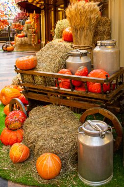 bir fotoğraf için dekor olarak balkabakları