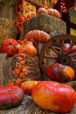 bir fotoğraf için dekor olarak balkabakları