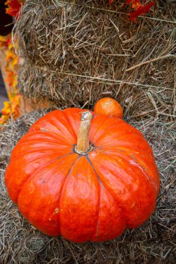 bir fotoğraf için dekor olarak balkabakları