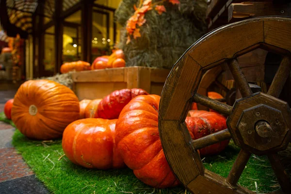 bir fotoğraf için dekor olarak balkabakları