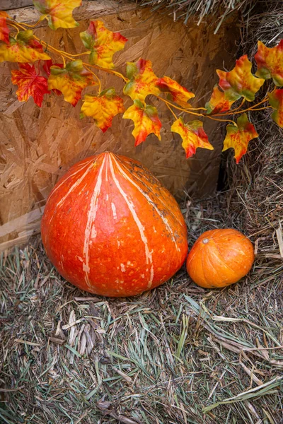 Pumpkins as a decor for a photo Stock Photo