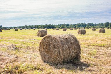 Altın tarlada saman balyaları