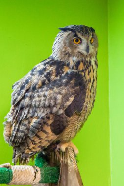 Baykuş kapalı bir dalda