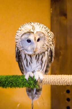 Baykuş kapalı bir dalda