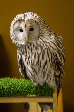 Baykuş kapalı bir dalda