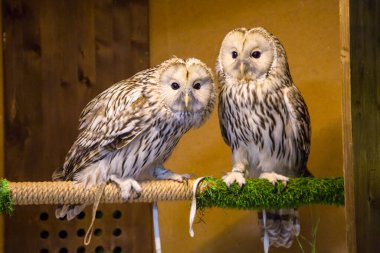 Baykuş kapalı bir dalda